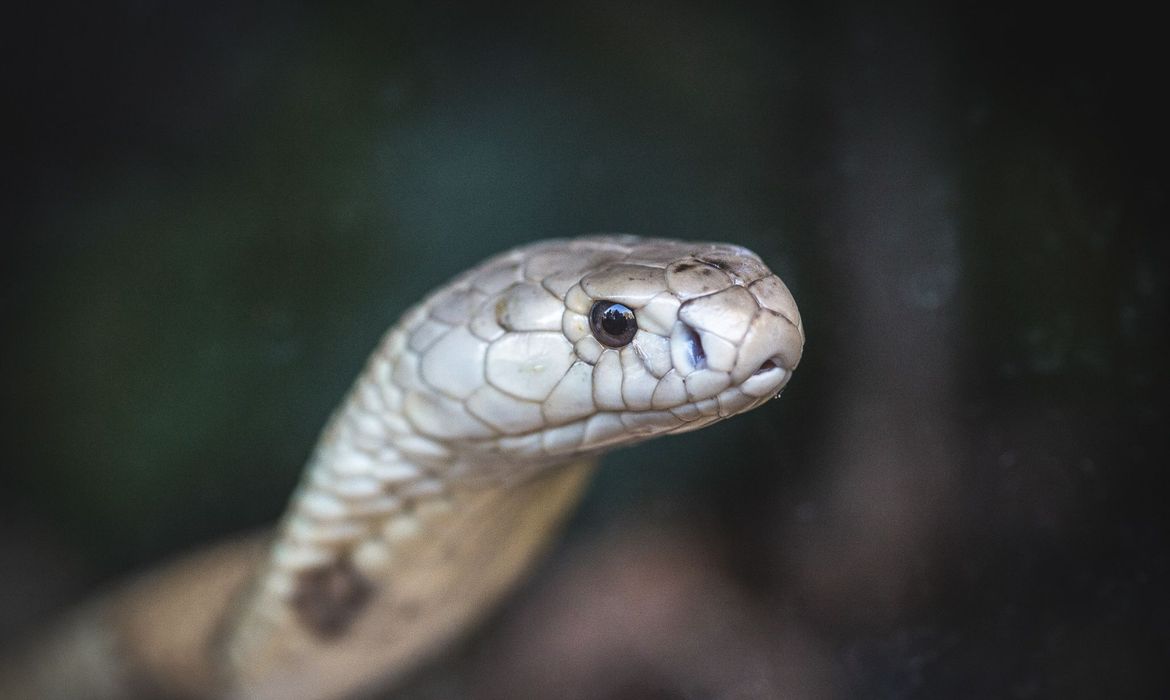 Serpentes apreendidas em Brasília já estão no Butantan